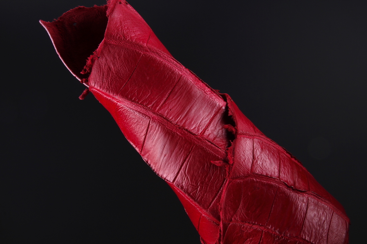 Хвост крокодила, кусок, длина 35-45 см