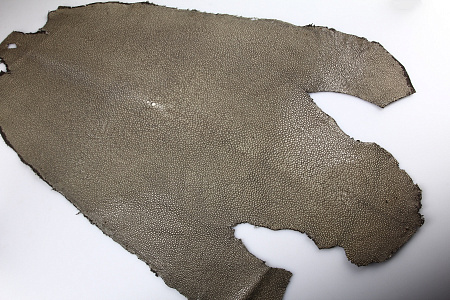 Кожа морского ската, полированная, длинная, ширина 16-18 см, длина 40-44 см