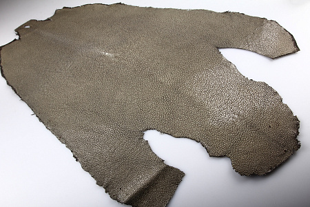Кожа ската, полированная, длинная, ширина 22-24 см, длина 44-46 см