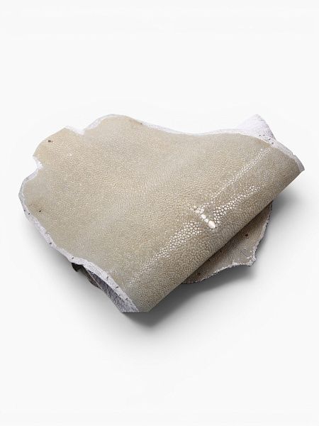 Кожа морского ската, полированная, длинная, ширина 15-16 см, длина 34-36 см